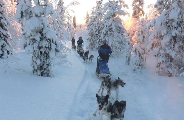 Dog Sledging challenge