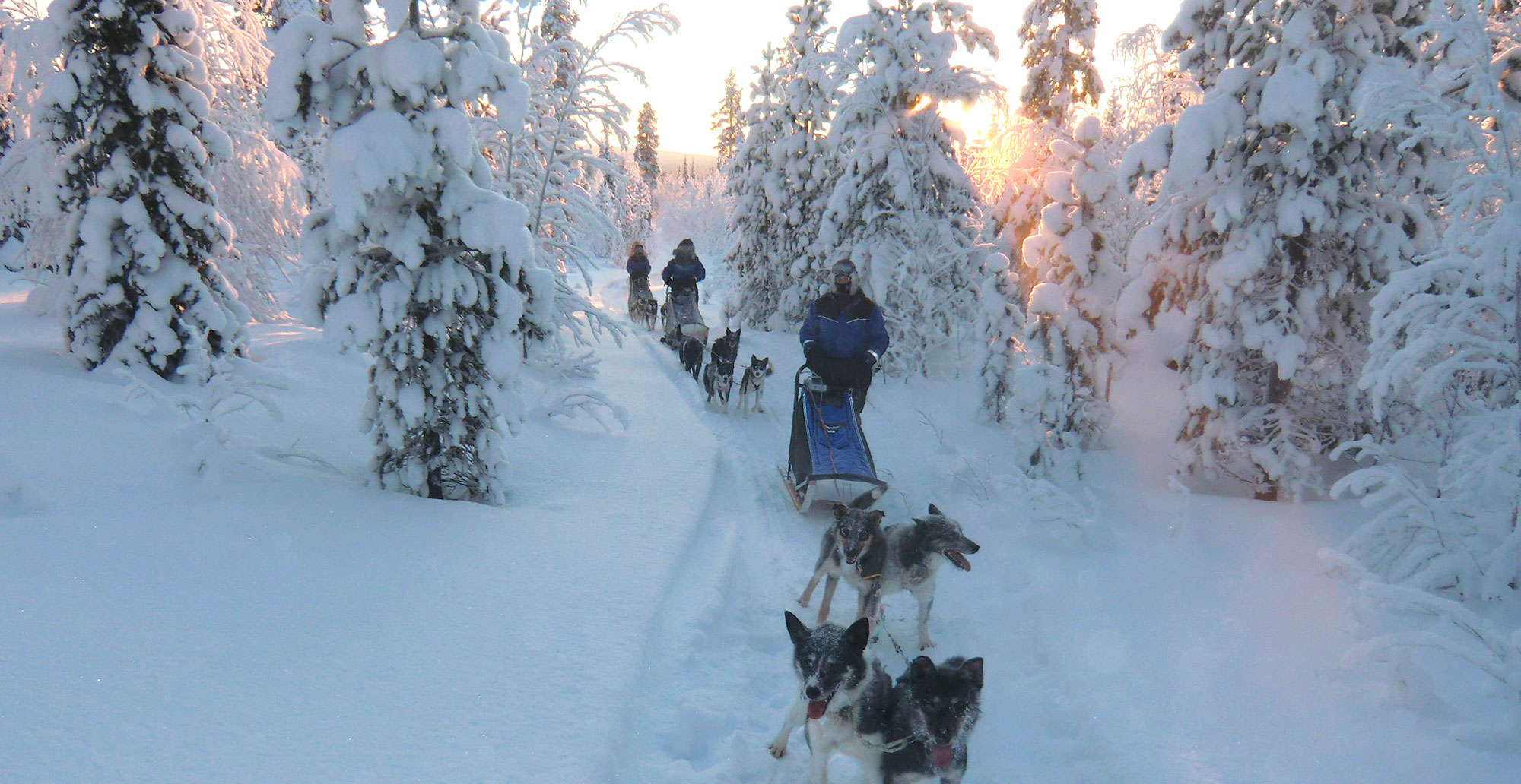 Dog Sledging challenge
